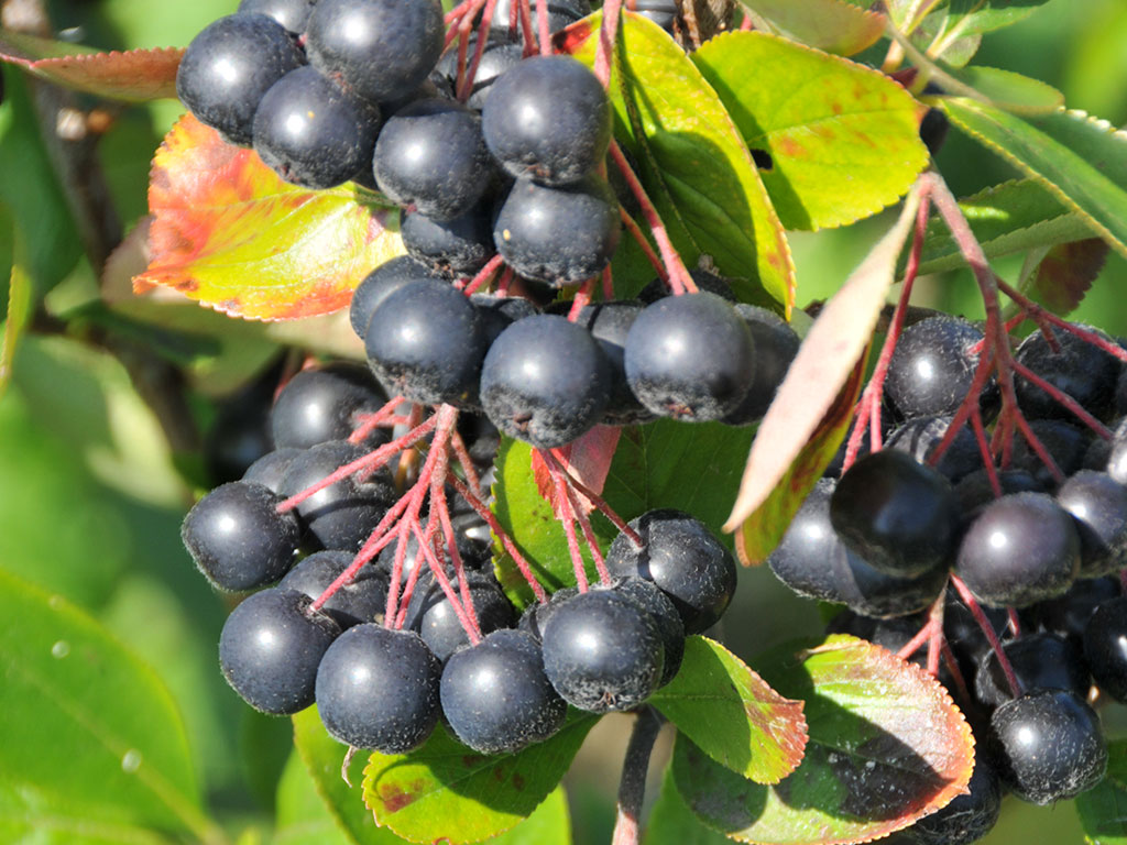 Was sind Aronia und woher kommen Sie?